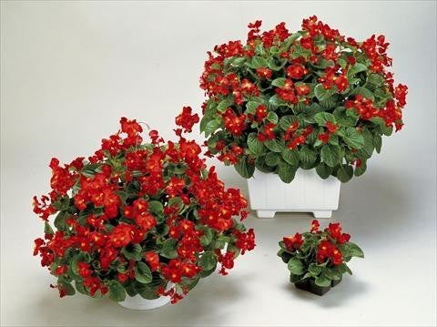 Begonia semperflorens 'Super Olympia Red' F1