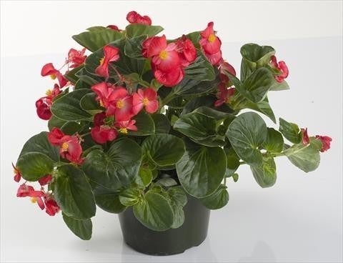 Begonia semperflorens 'Super Olympia Red' F1