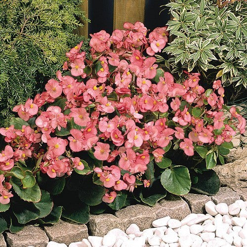 Begonia semperflorens 'Super Olympia Rosa' F1