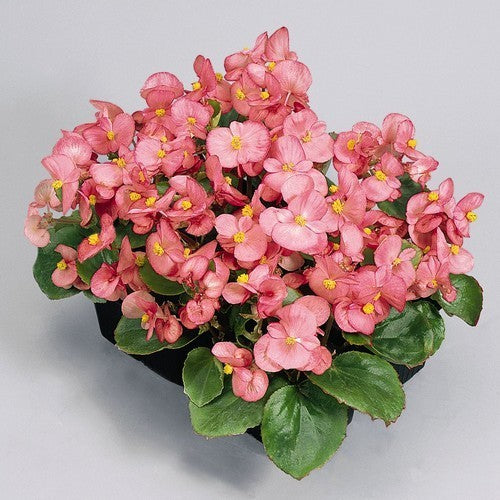 Begonia semperflorens 'Super Olympia Rosa' F1