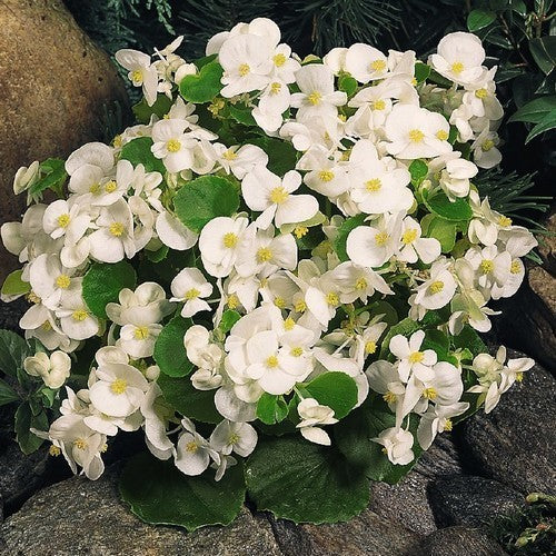 Begonia semperflorens 'Super Olympia Weiss' F1