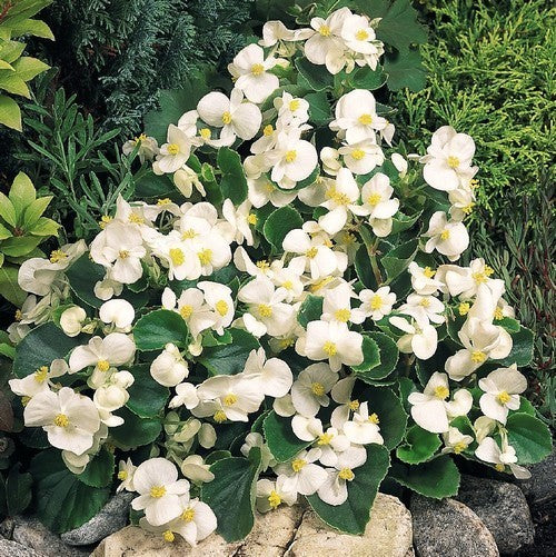Begonia semperflorens 'Super Olympia Weiss' F1