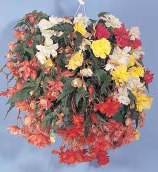 Begonia tuberhybrida 'Non Stop Joy Mixture'