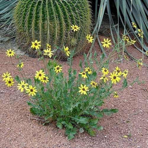 Berlandiera lyrata 'schokozauber' / 'Chocoprince'