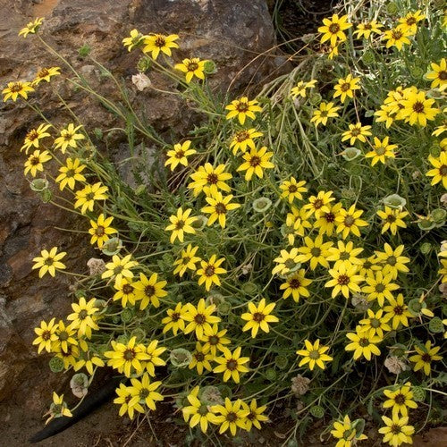 Berlandiera lyrata 'schokozauber' / 'Chocoprince'