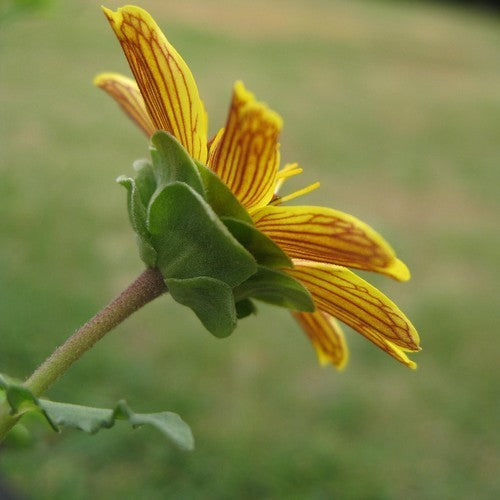 Berlandiera lyrata 'schokozauber' / 'Chocoprince'