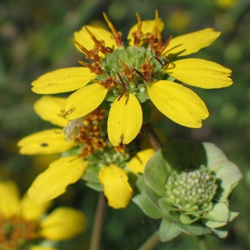 Berlandiera lyrata 'schokozauber' / 'Chocoprince'