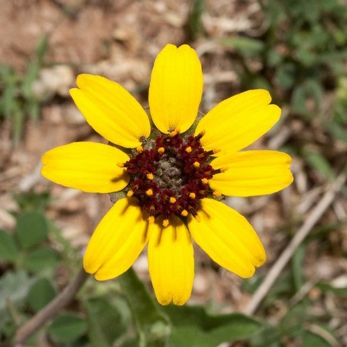 Berlandiera lyrata 'schokozauber' / 'Chocoprince'