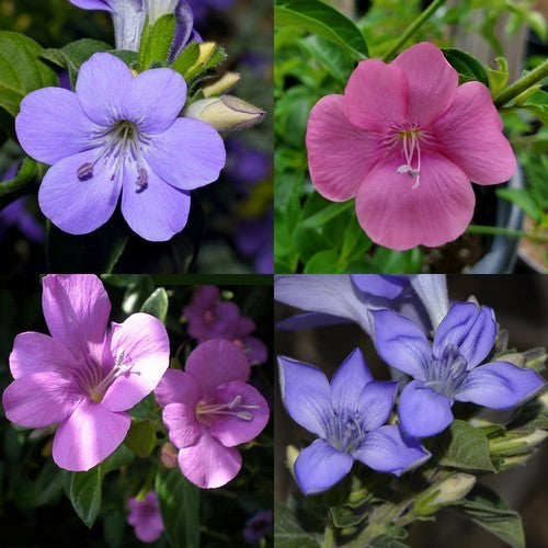 Barleria obtusa