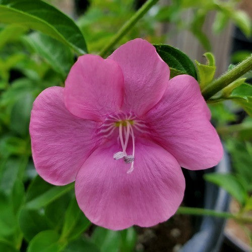 Barleria obtusa
