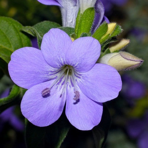 Barleria obtusa