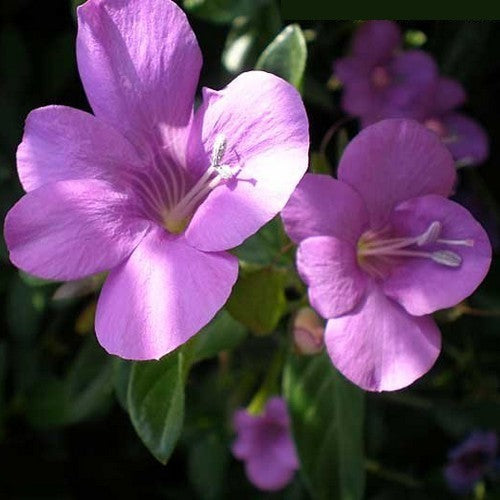 Barleria obtusa