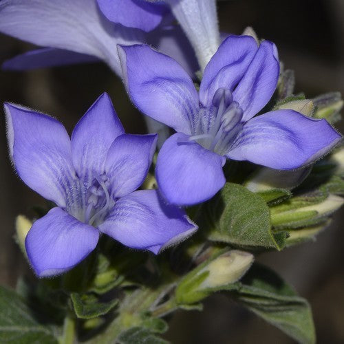 Barleria obtusa