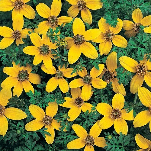 Bidens aurea 'Golden Yellow'