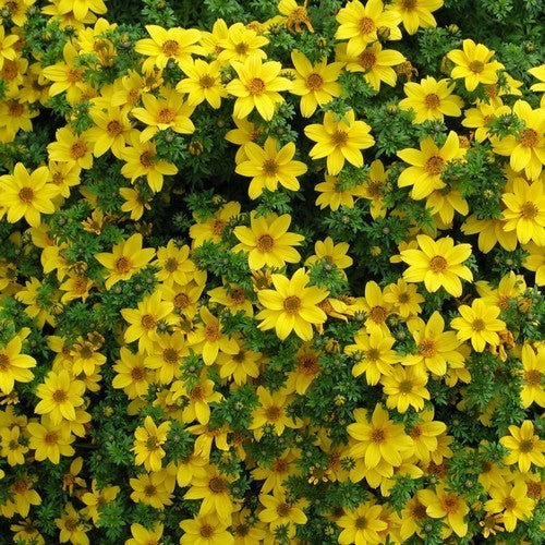 Bidens aurea 'Golden Yellow'