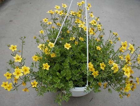 Bidens aurea 'Golden Yellow'