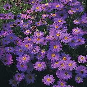 Brachycome iberidifolia 'Blue / Purple Splendour'