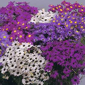 Brachycome iberidifolia 'Splendour Mixed'