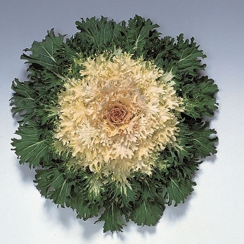 Brassica oleracea 'Coral Prince' F1