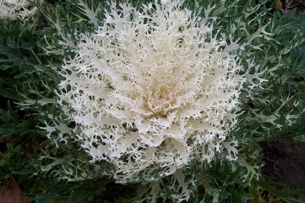 Brassica oleracea 'Coral Prince' F1