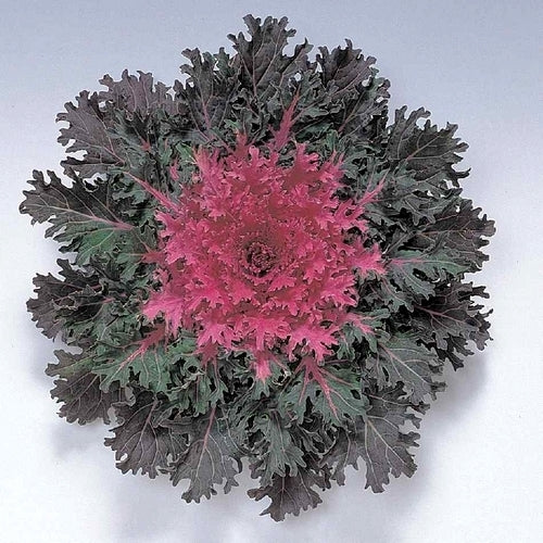 Brassica oleracea 'Coral Queen' F1