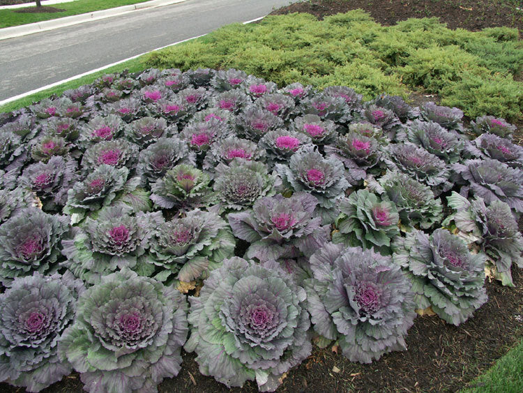 Brassica oleracea 'Coral Queen' F1