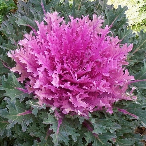 Brassica oleracea 'Coral Queen' F1