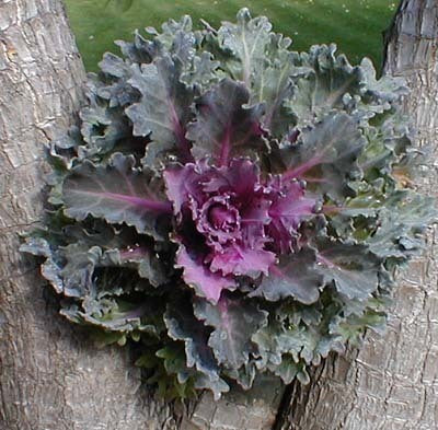 Brassica oleracea 'Coral Queen' F1