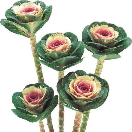 Brassica oleracea 'Crane Bicolour' F1