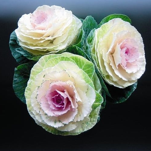 Brassica oleracea 'Crane Bicolour' F1