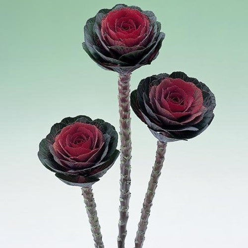 Brassica oleracea 'Crane Red' F1