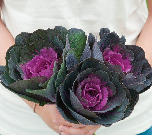 Brassica oleracea 'Crane Red' F1