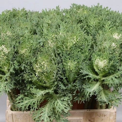 Brassica oleracea 'Crane Feather King' F1