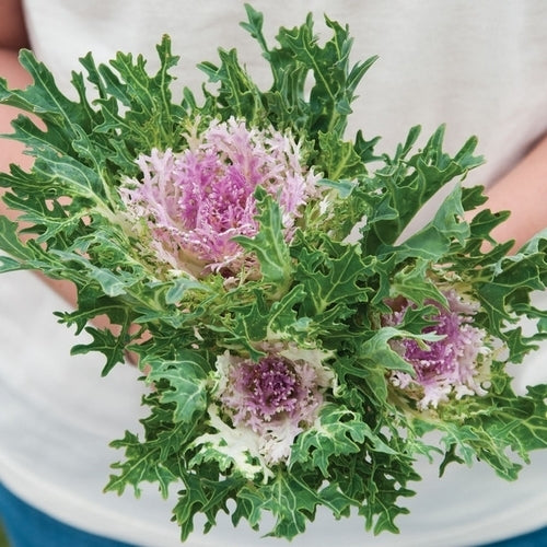 Brassica oleracea 'Crane Feather King' F1