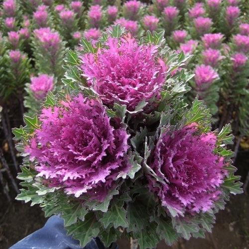 Brassica oleracea 'Crane Feather Queen' F1