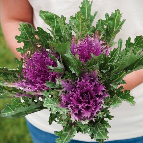 Brassica oleracea 'Crane Feather Queen' F1