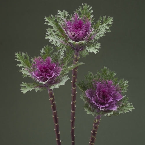 Brassica oleracea 'Crane Feather Queen' F1