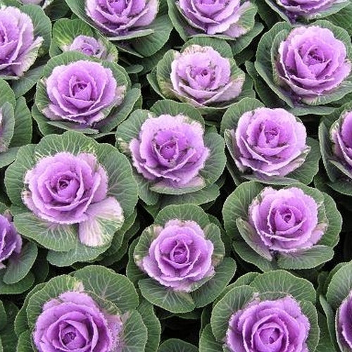 Brassica oleracea 'Crane Pink' F1