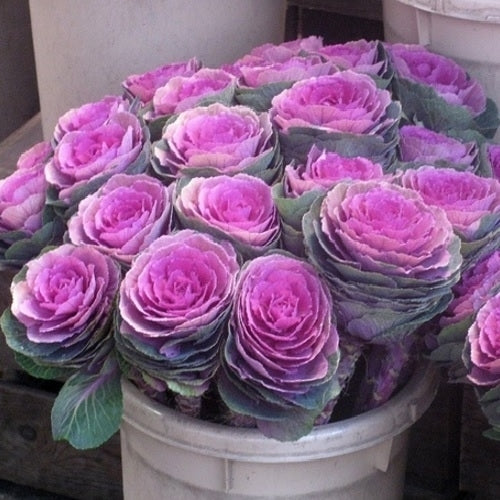 Brassica oleracea 'Crane Pink' F1