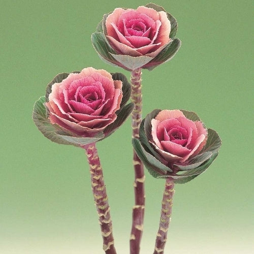Brassica oleracea 'Crane Rose' F1