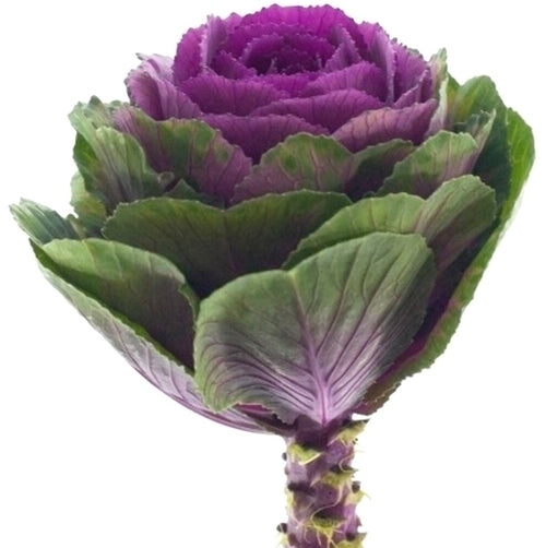 Brassica oleracea 'Crane Ruby' F1