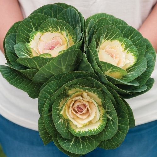Brassica oleracea 'Crane White' F1