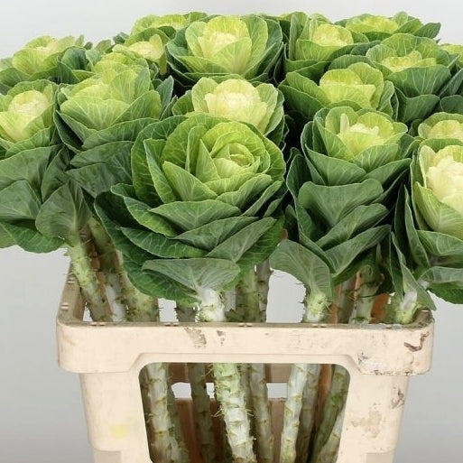 Brassica oleracea 'Crane White' F1