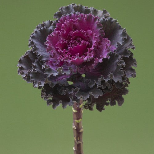 Brassica oleracea 'Crane Ruffle Red'