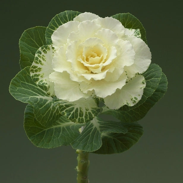 Brassica oleracea 'Flare White' F1