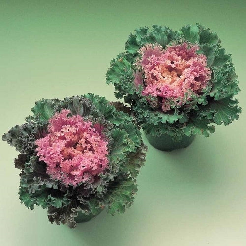 Brassica oleracea 'Kamome Pink' F1