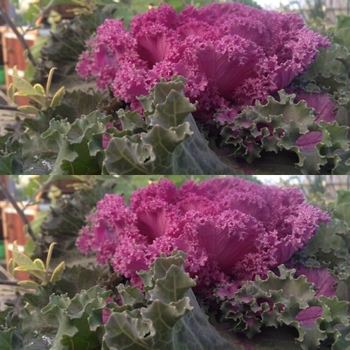 Brassica oleracea 'Kamome Red' F1