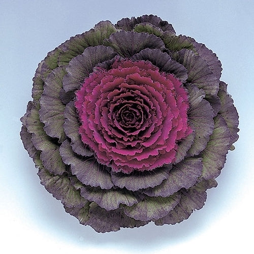 Brassica oleracea 'Pigeon Purple' F1