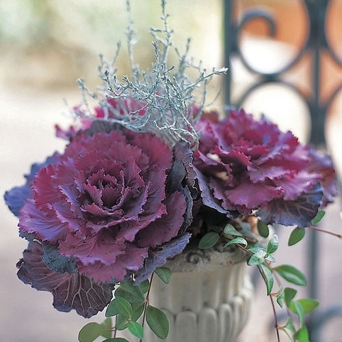 Brassica oleracea 'Pigeon Purple' F1
