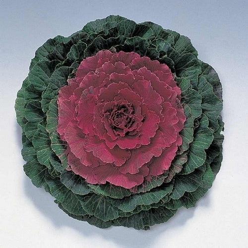 Brassica oleracea 'Pigeon Red' F1